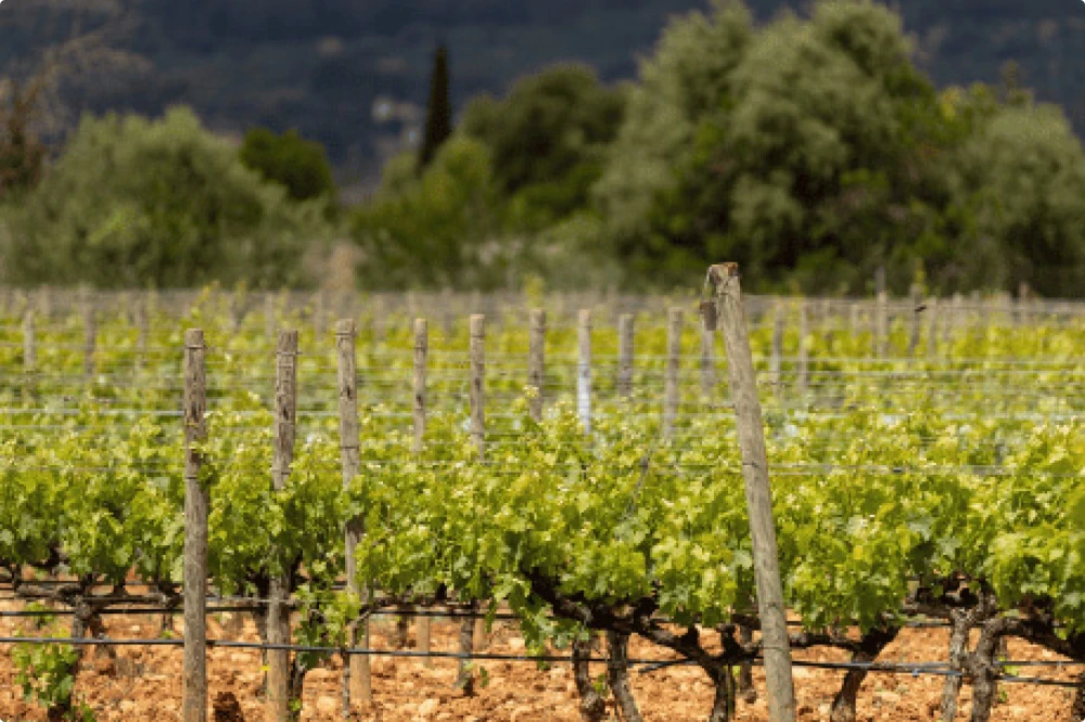 Rows of green grapevines in the Santa Maria wine region with a mountain backdrop